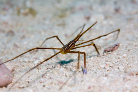 Arrowcrab in Key Largo