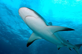 Shark Photography in the Florida Keys