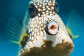 key largo sweetlips