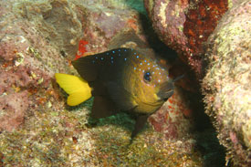 Yellow Tail Damselfish