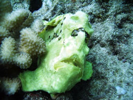 frogfish in Hawaii