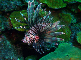 Lionfish