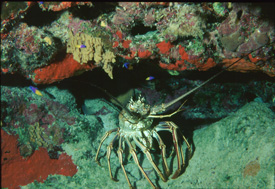 Florida Keys Lobster