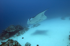 Palau Manta by Bill