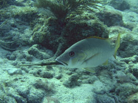Snapper eats Trumpetfish in Key Largo
