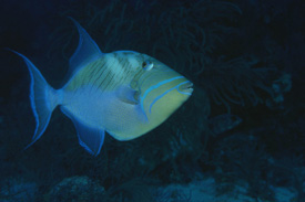 Queen Triggerfish in Turks and Caicos Islands