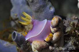 classic image from Lembeh