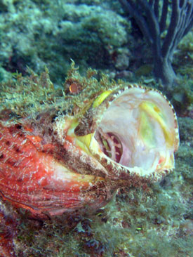 Scorpionfish in Key Largo