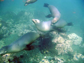 California Sea Lions