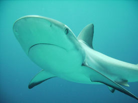 Hawaiian Reef Shark