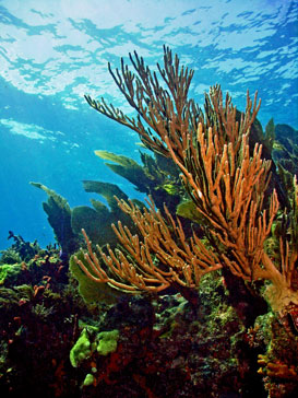 photograph of coral reef in key largo