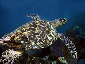 underwater photography in key largo