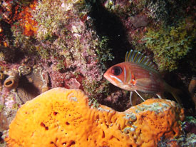 Squirrelfish in Coral