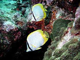 Key Largo scuba instruction and underwater photography