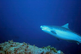 Tiger Shark in Palau