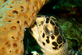 Turtle eating Sponge
