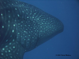 Whaleshark