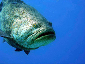 Goliath Grouper by Kelly 