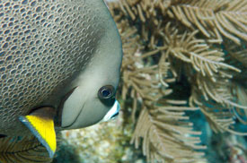 close-up of Gray Angelfish by Bill S