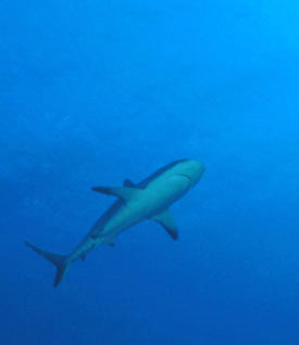 Gray Shark in Turks by Rob S