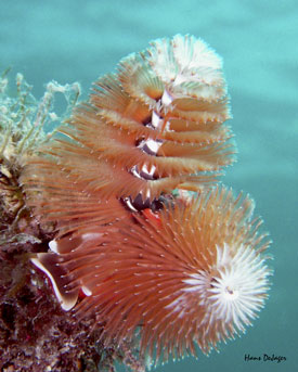Christmas Tree Worms by Hans D