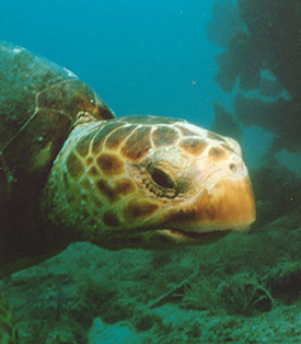 Loggerhead Turtle by Matthew L