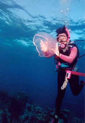 Diver with Moon Jellyfish off Key Largo