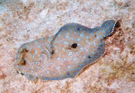 Peacock Flounder by Matthew L