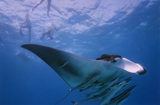 Reporter Manta Ray