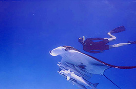 Snorkelling with Manta Ray