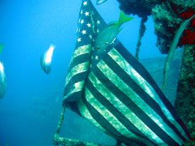 fish are patriotic in Key Largo