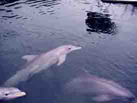 Dolhpins at Dolphins Plus Research Center in Key Largo