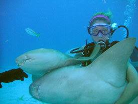 scuba diving with sharks in Key Largo