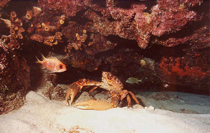 Underwater Photography by Larry Gates