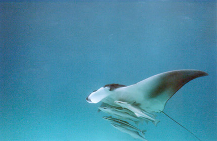 Lone Manta Ray