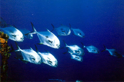 Permit in Key Largo