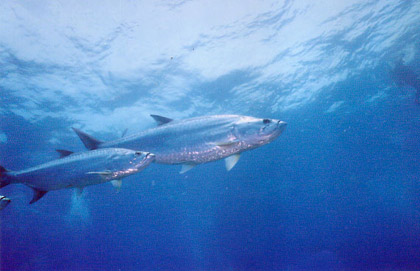 Tarpon in Key Largo.  Photograph by Larry Gates