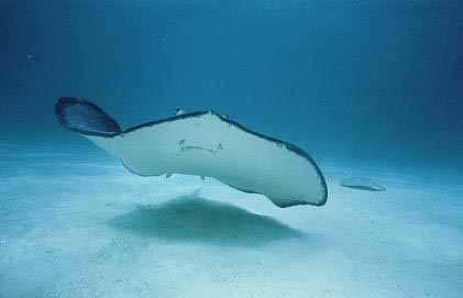 Cayman Ray