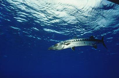Barracuda