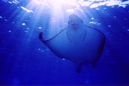 Eagle Ray Underwater Photograph