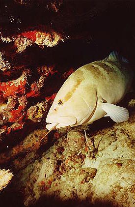Grouper with Lobster in Mouth