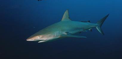 Reef Shark - Underwater Photography in Key Largo