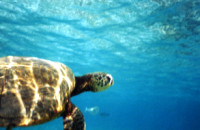 Sea Turtle in Key Largo, Florida Keys