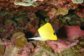 Long Snout Butterflyfish by Greg S