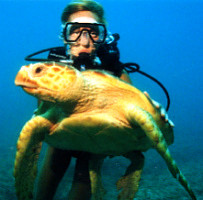 Diver and Turtle in Key Largo