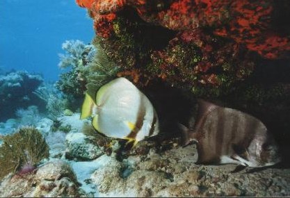 Underwater Photography by Larry Gates
