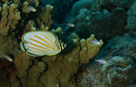 Pacific Butterflyfish by Greg S