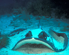 Southern Stingray by Hugh H