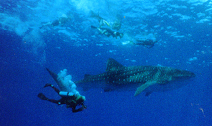Whale Shark and Divers Photo in Key Largo