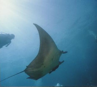 Manta Ray - Underwater Photography by Larry Gates